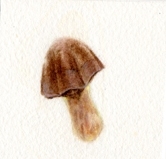 pocket-mushroom-