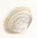 pocket-shellfish2