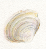 pocket-shellfish2 